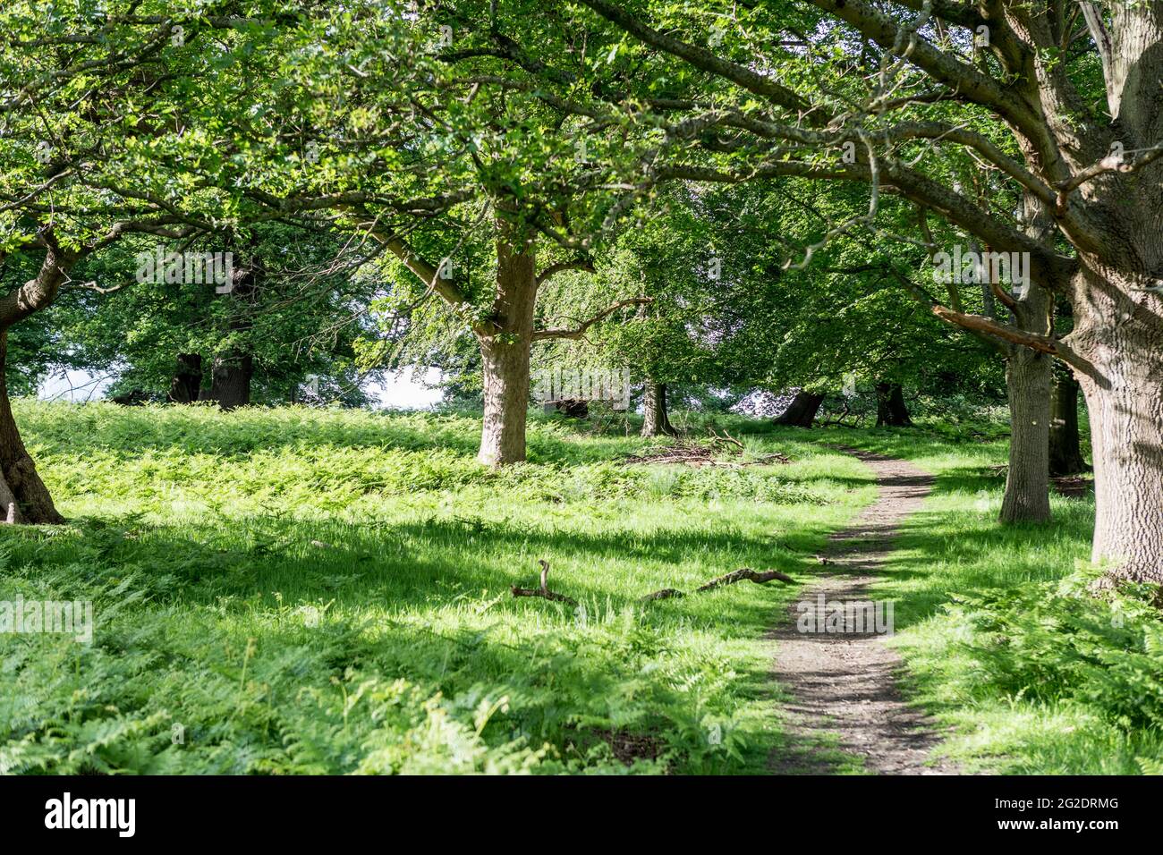 Richond Park im Sommer in London Stockfoto