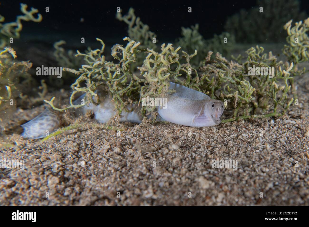 Muränen Mooray lycodontis undulatus im Roten Meer, Eilat Israel Stockfoto