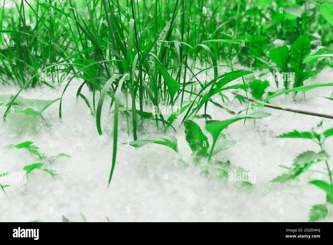 cottonwood Flusen liegt in einer dicken Schicht auf dem Rasen zwischen dem Gras Nahaufnahme Stockfoto