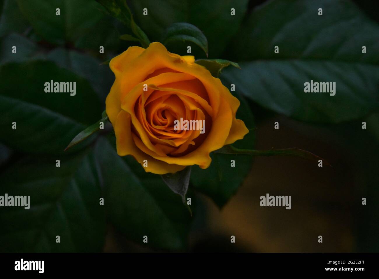 Gelbe Rose über Blättern Stockfoto