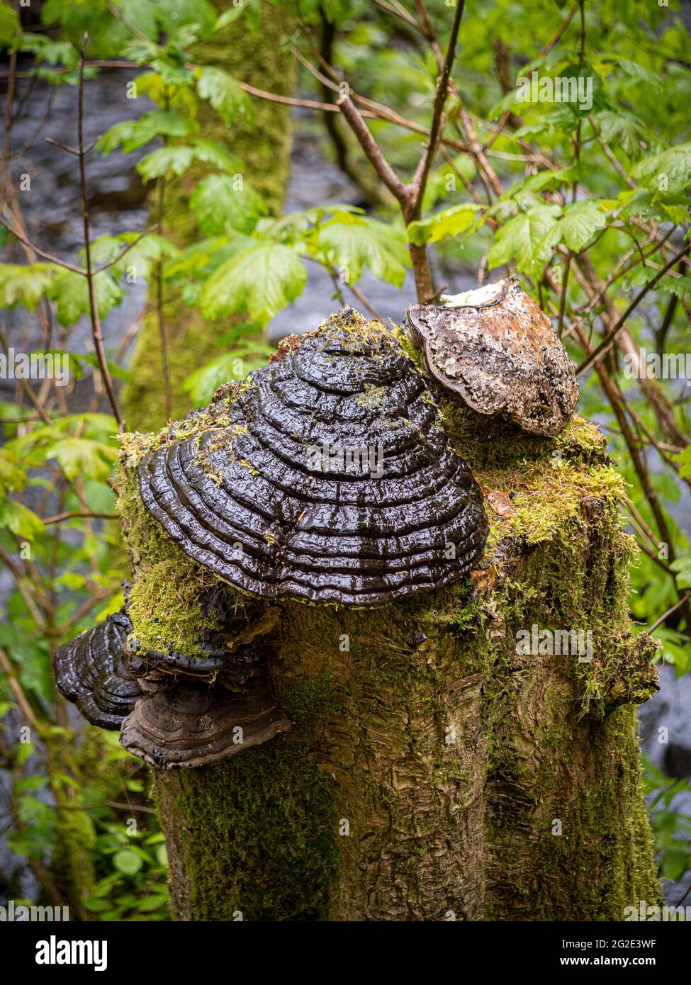 Pilze wachsen auf Baumstumpf Stockfoto