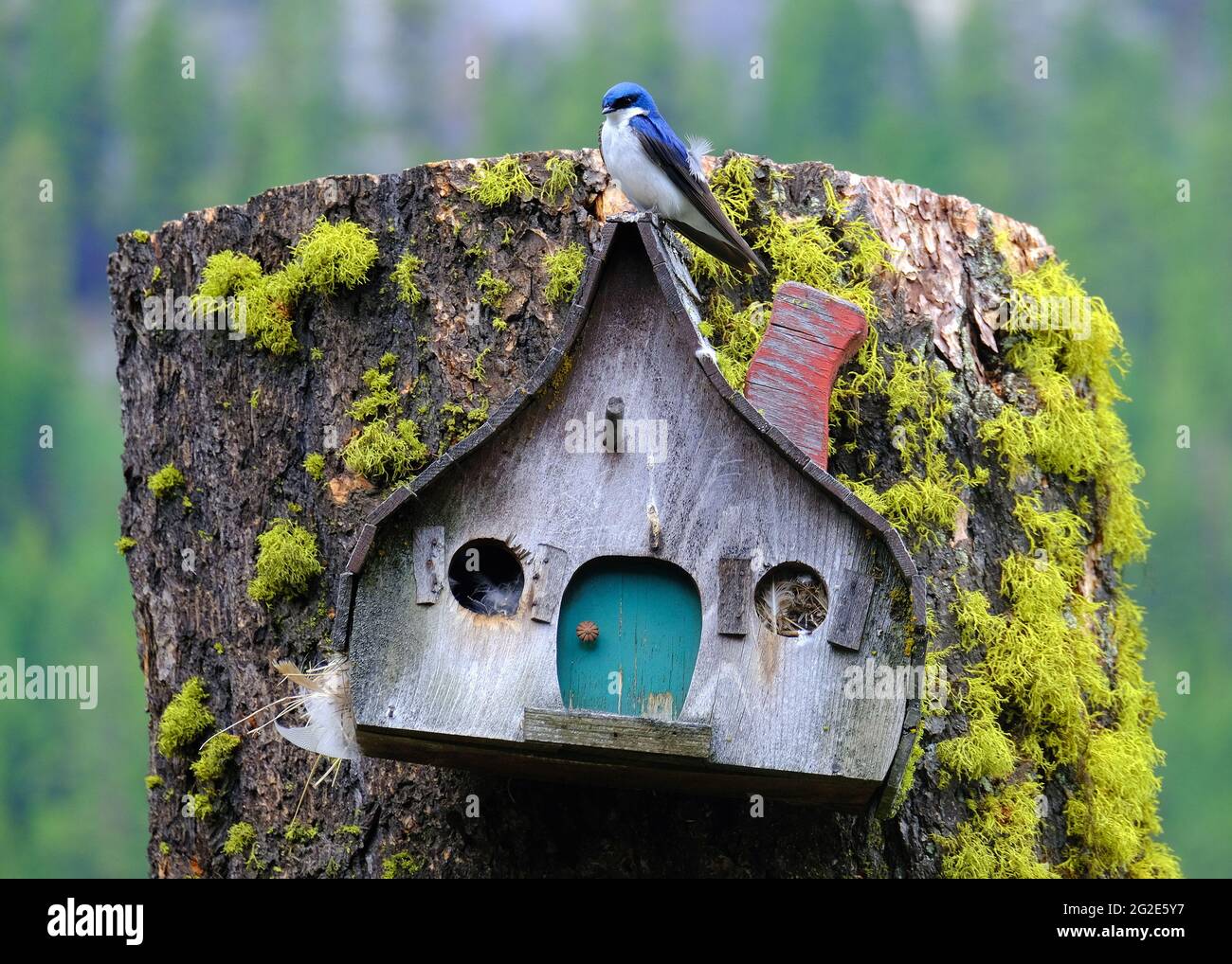 BLAUE SCHWALBE AUF EINEM VOGELHAUS Stockfoto