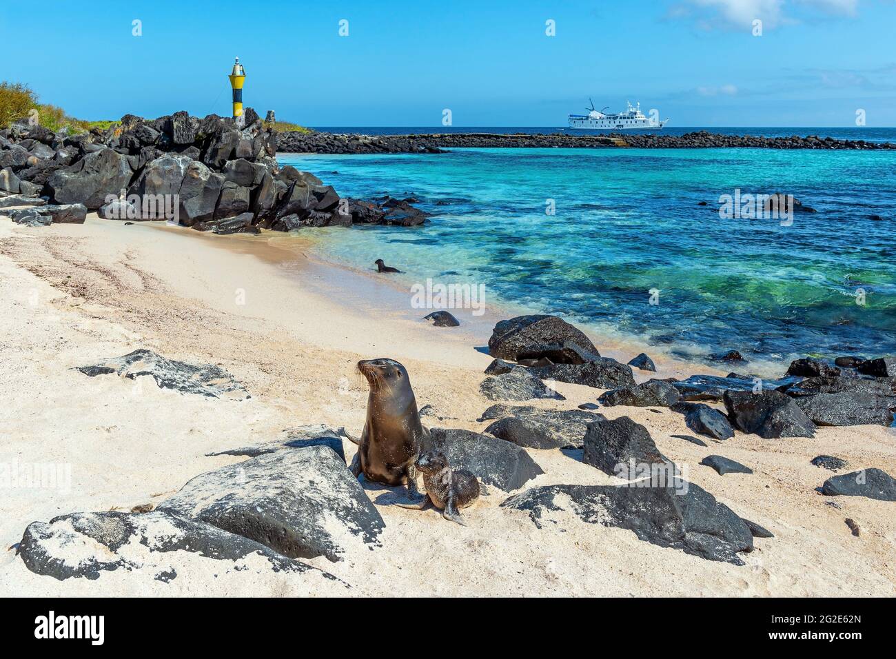 Galapagos Seelöwe (Zalophus wollebaeki) Mutter mit Welpen, Espanola Insel Strand mit Leuchtturm und Schiff, Galapagos Nationalpark, Ecuador. Stockfoto