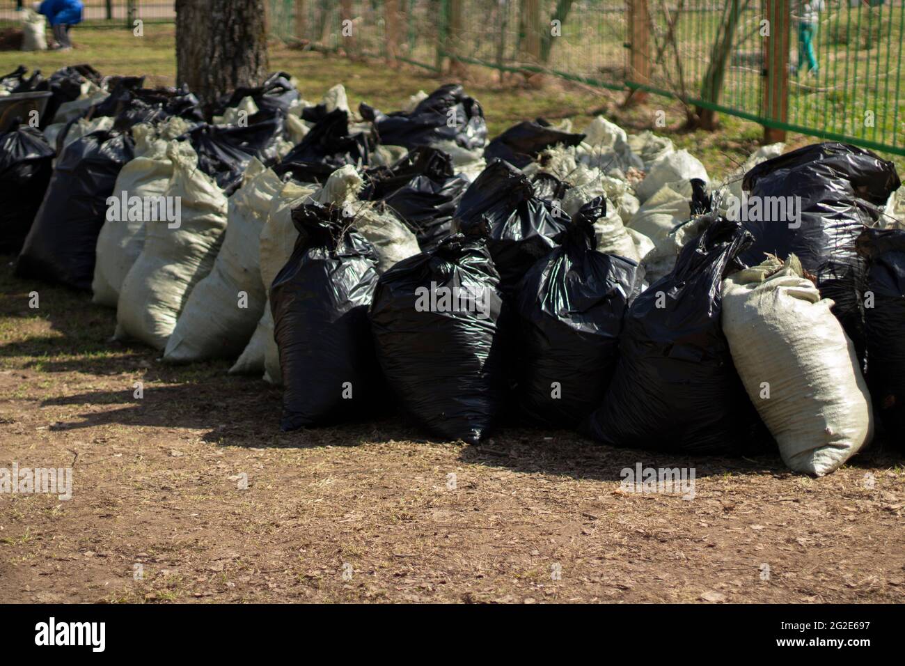 Säcke voller Blätter. Abfallbeutel. Das Ergebnis der Reinigung des Hofes. Viele Müllsäcke im Inneren. Stockfoto