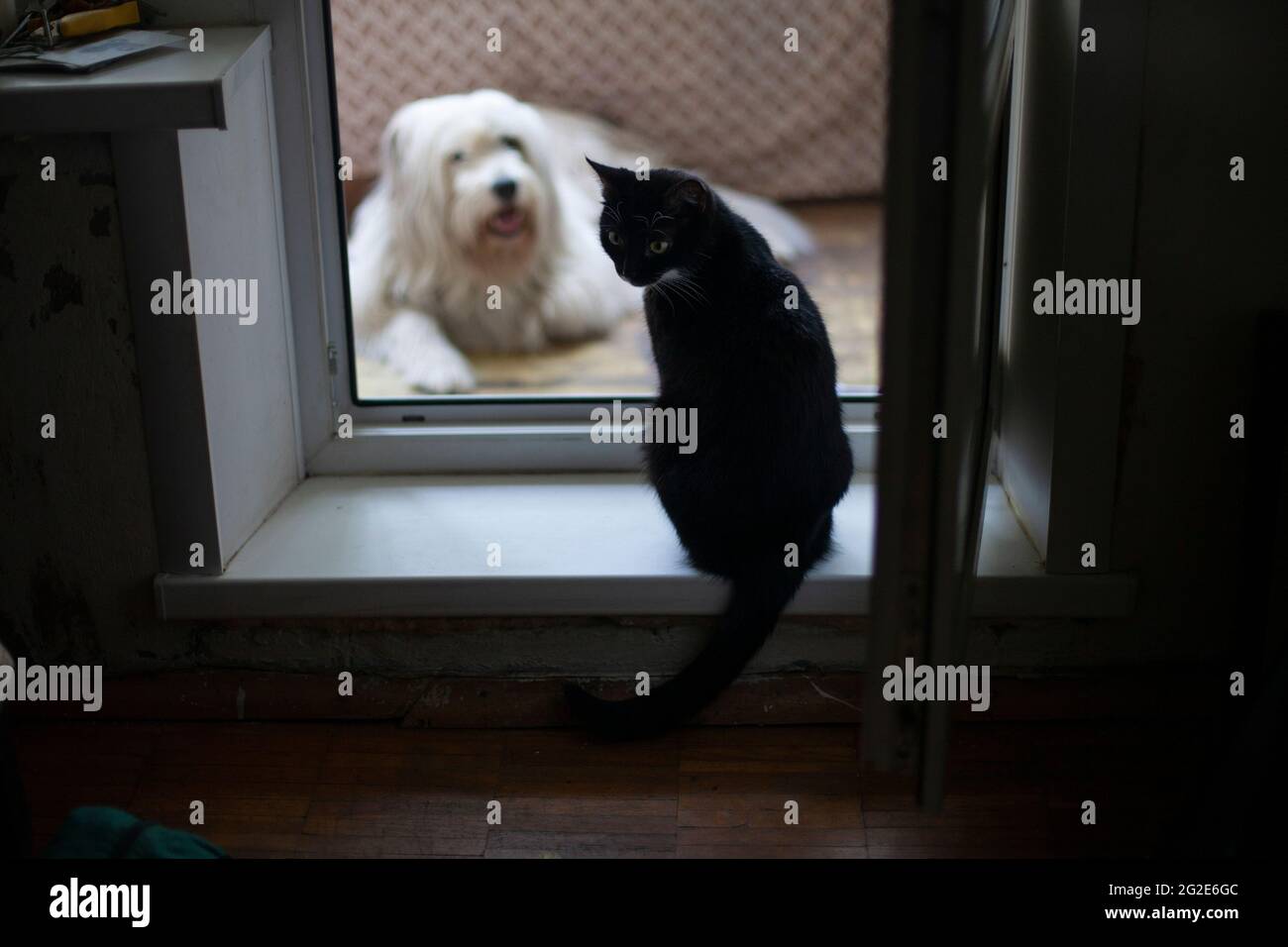 Katze und Hund zusammen in der Wohnung. Haustiere kommunizieren. Die Katze erlaubt dem Hund nicht, den Balkon zu verlassen. Stockfoto