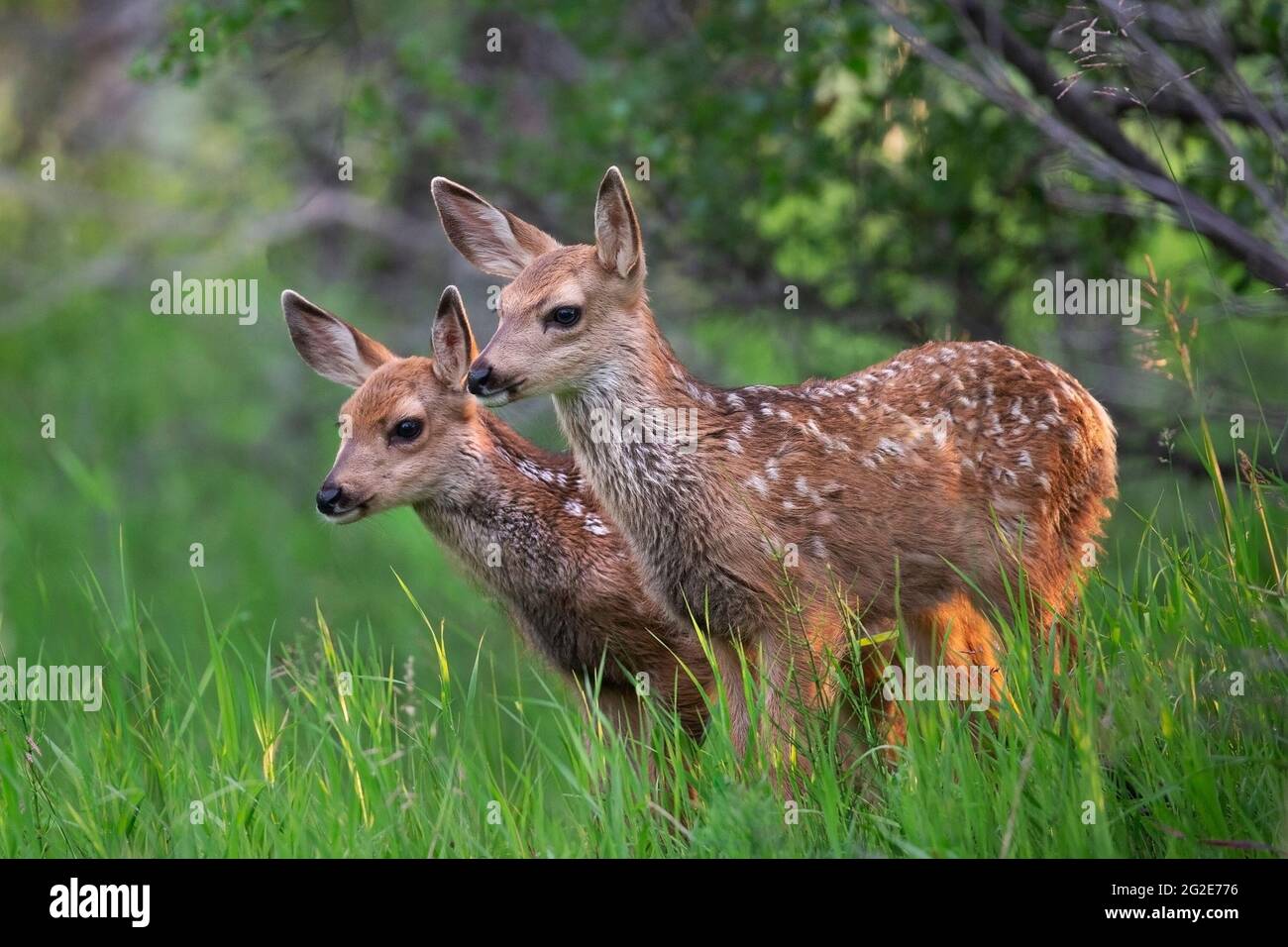 Auf der Wiese stehen die Doppelkitze des Maultierhirsches Stockfoto