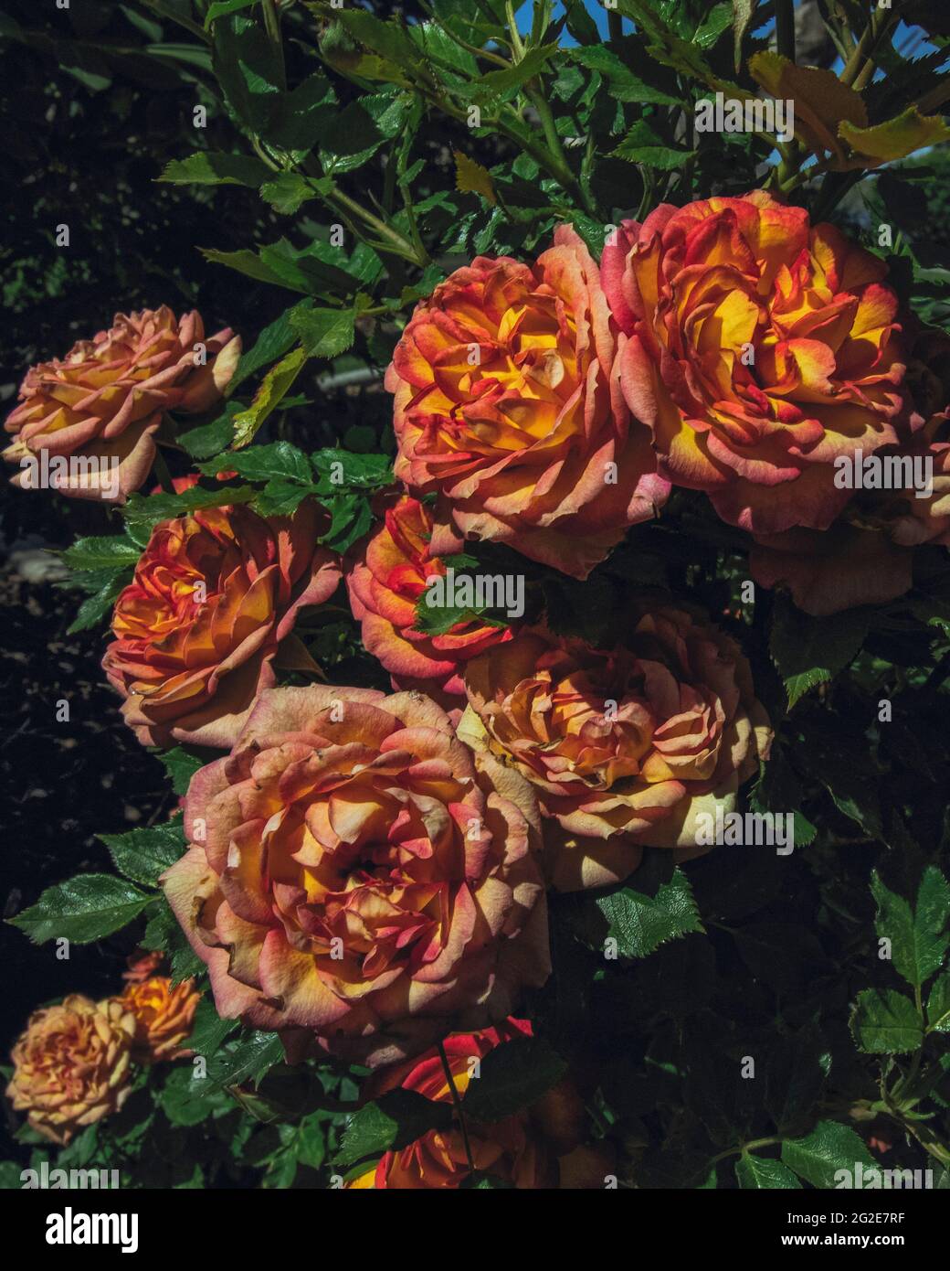 Mehrfarbiger Rosenbusch blüht im trüben Sommernachmittag Stockfoto
