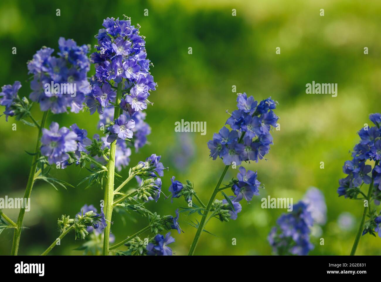 Jacob's Ladder or Charity Flowers - Polemonium caeruleum blüht im Garten Stockfoto