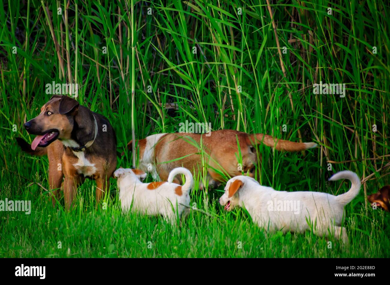 Streunende Hunde halten am 9. Juni 2021 in Bayou La Batre, Alabama, Futter auf der Straßenseite. Stockfoto