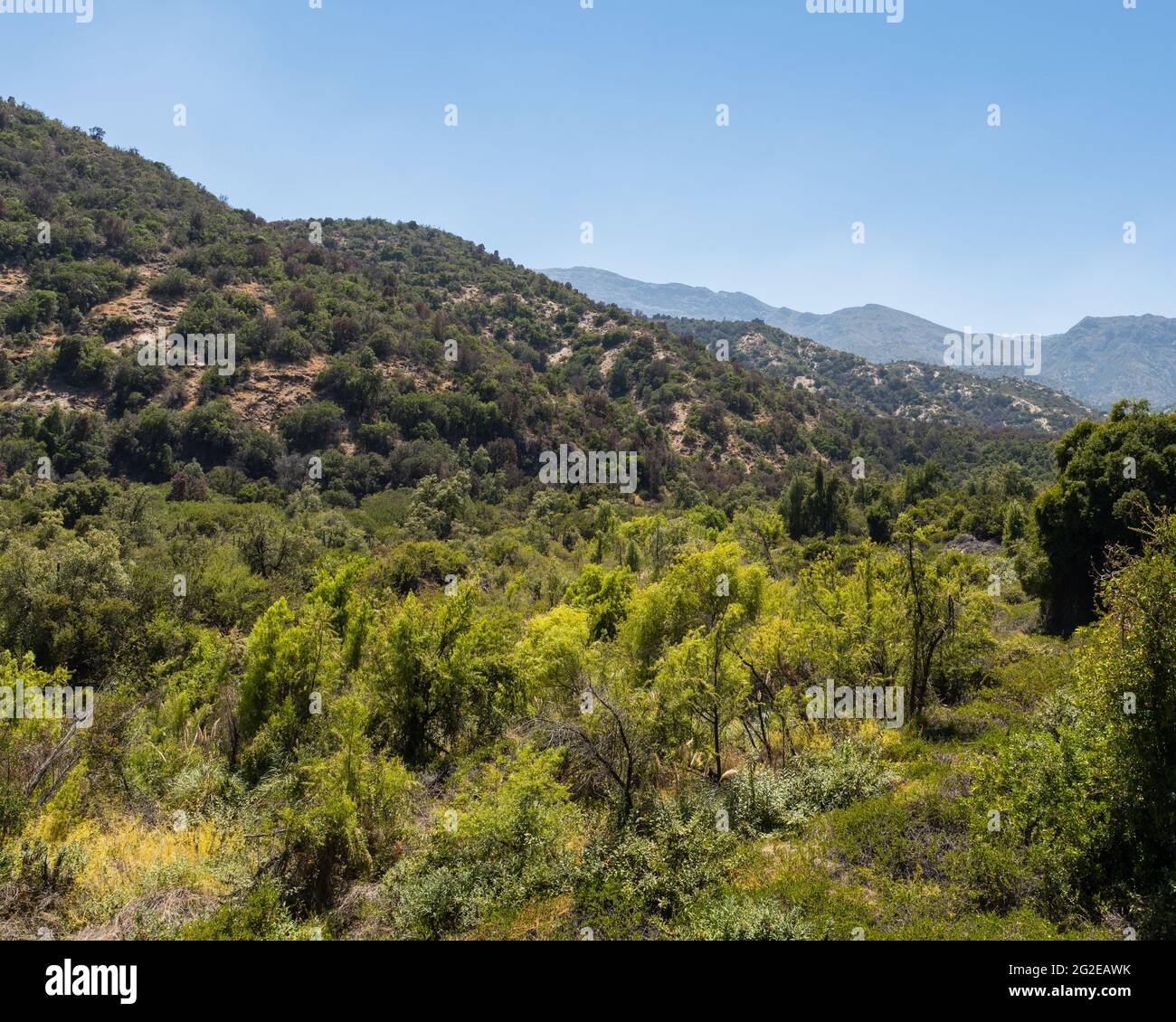 Allgemeine Ansicht der endemischen Pflanzen des rio clarillo Nationalparks an einem sonnigen Tag. Stockfoto