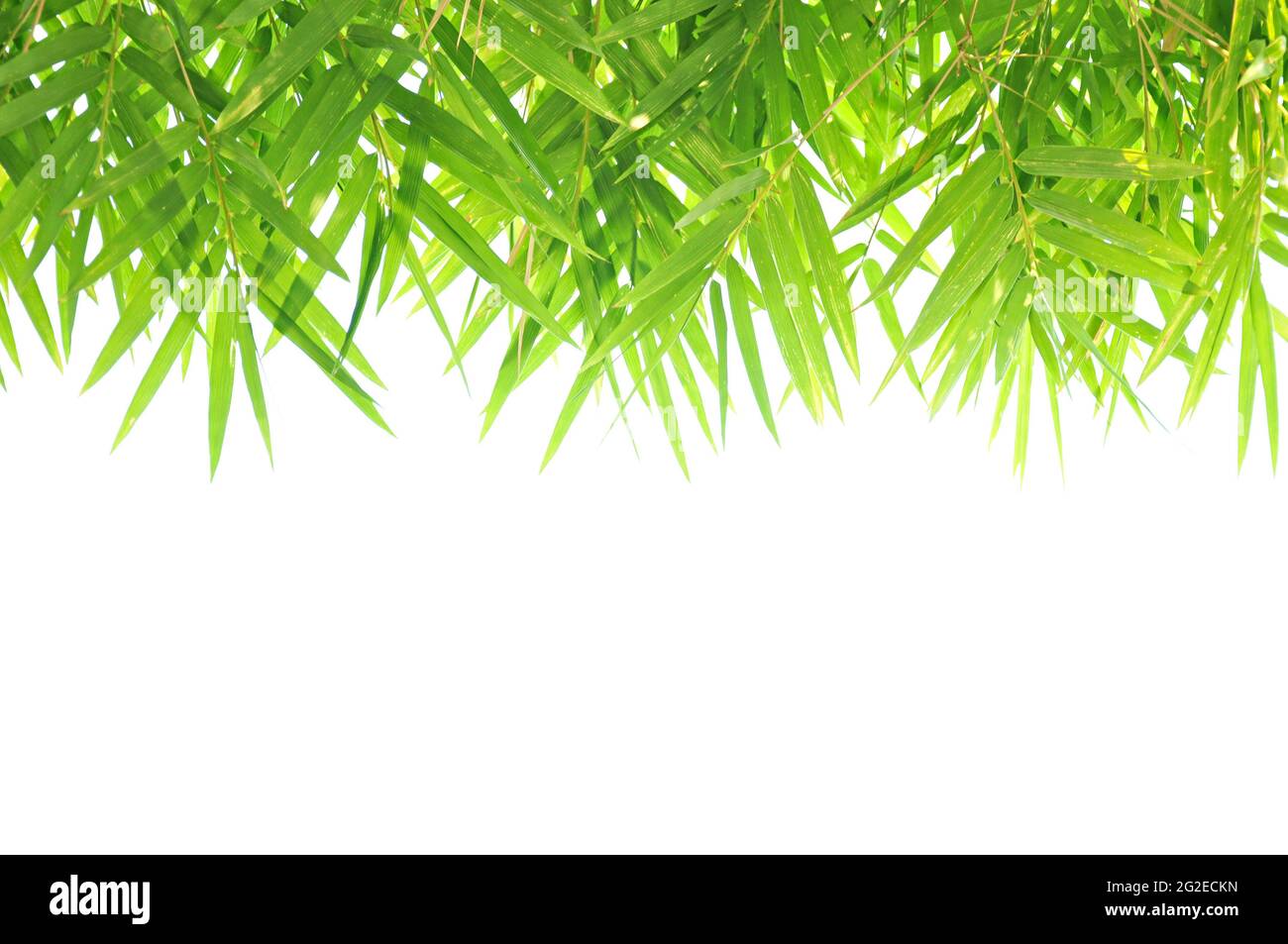 Bambus Blätter Hintergrund Stockfoto