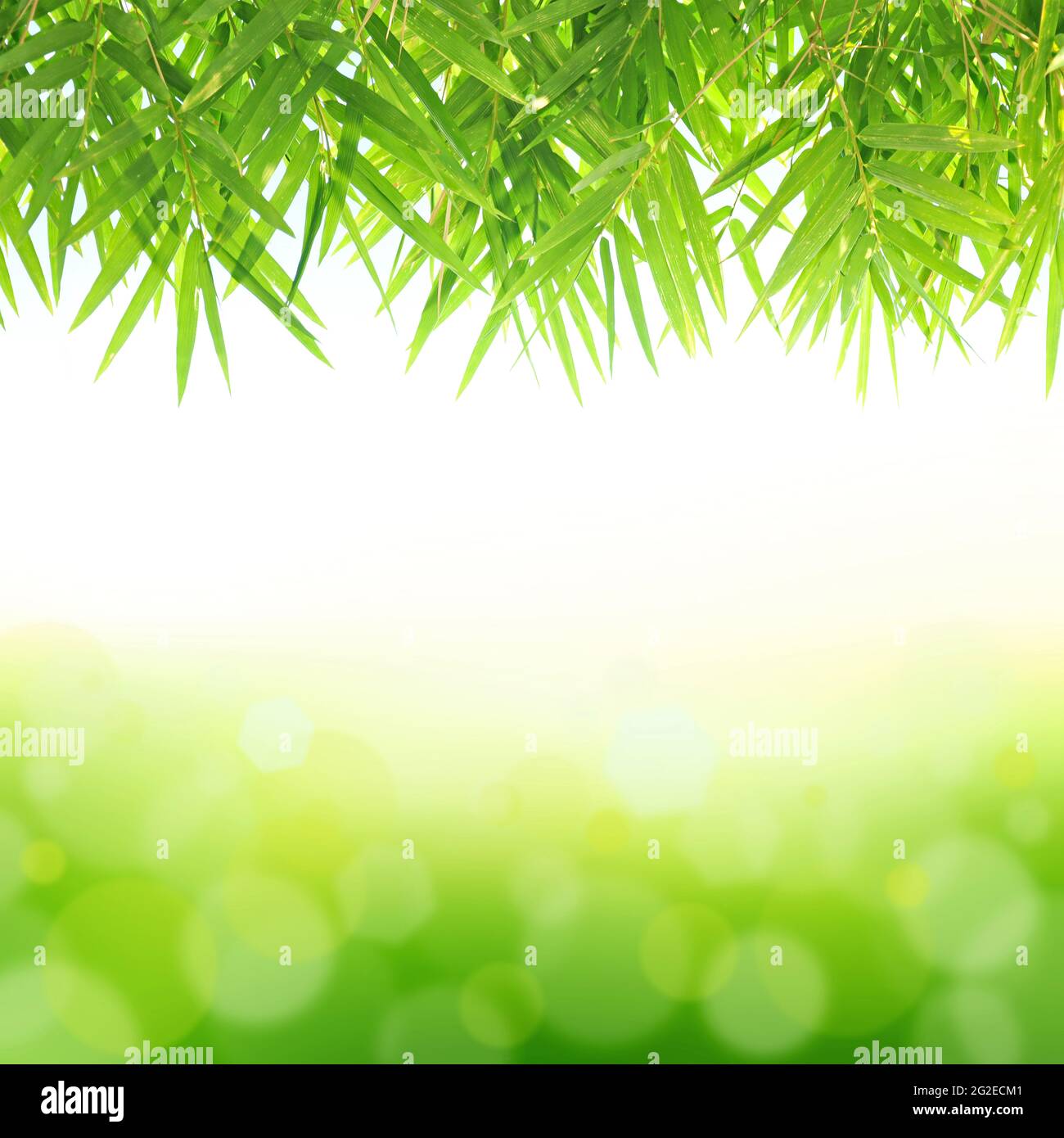 Grüner Bambusblatt Hintergrund Stockfoto