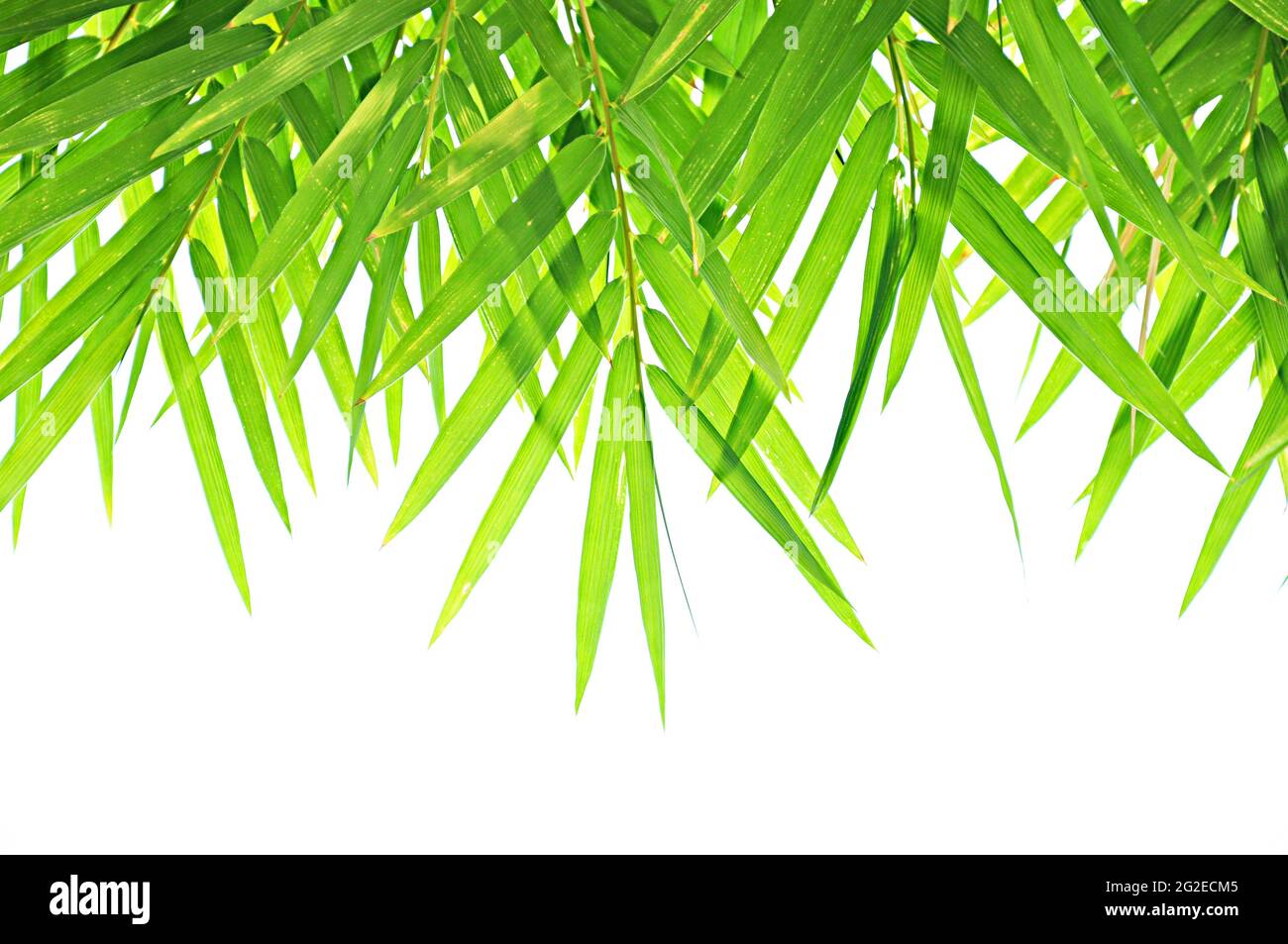 Bambus Blätter Hintergrund Stockfoto