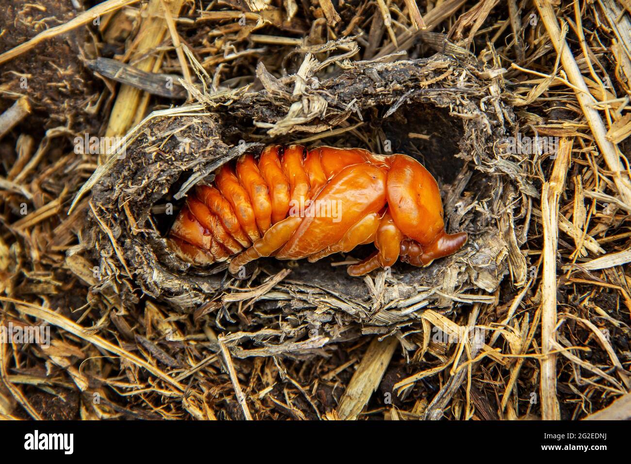 Puppe von Kokos-Nashornkäfer in einem Hohlraum aus Stroh. Böse Insektenschädlinge und Problem der Gärtner in Kokospalmen und Ölpalmen Plantage Stockfoto