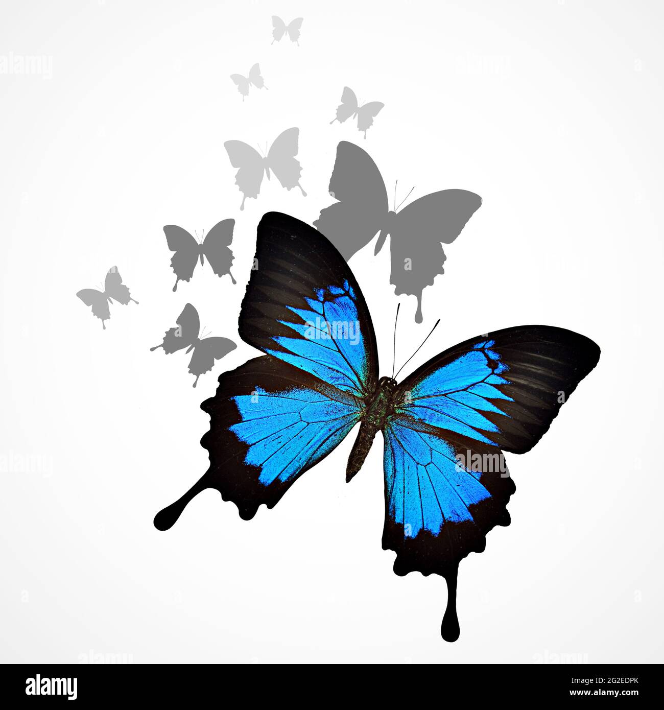 Blauer Schmetterling Hintergrund Stockfoto