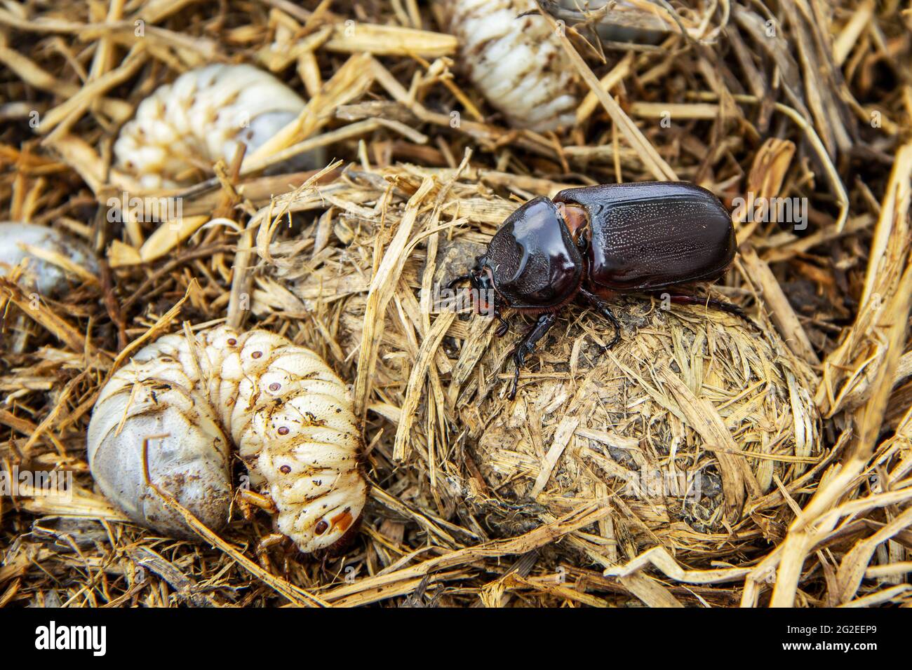 Lebenszyklus von Kokos-Nashornkäfer in Pfahlstroh aus Larve kommen als Erwachsener. Böse Insektenschädlinge und Problem der Gärtner in Kokos-Pflanzer ein Stockfoto