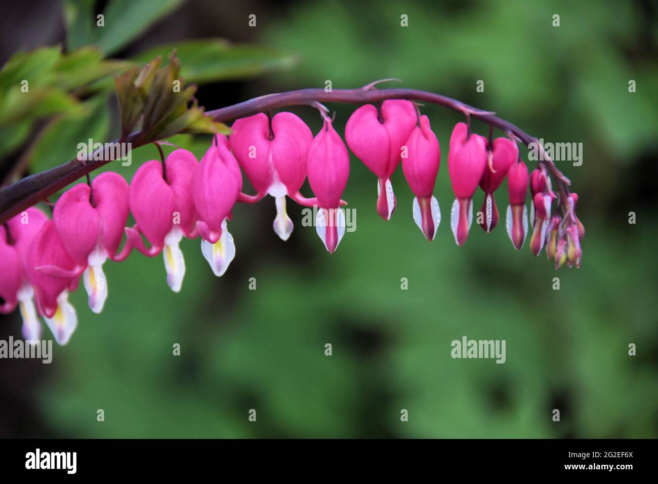 Ein schöner Stiel blutender Herzblumen vor einem verschwommenen Hintergrund aus grünen Blättern, in einem Hausgarten, Stockfoto