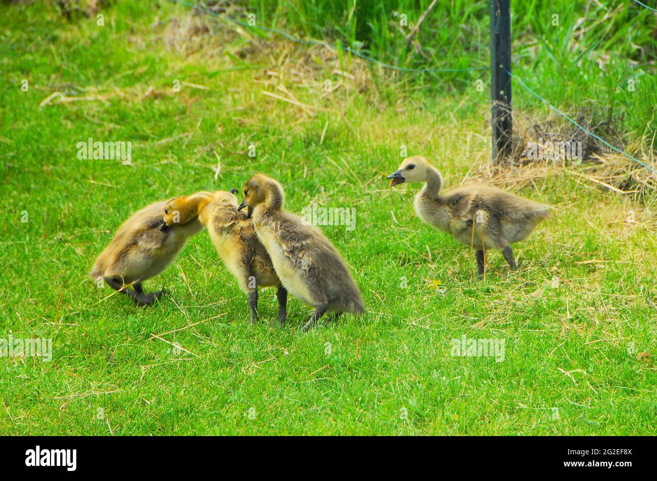 Drei kanadische Gänseküken kämpfen und beißen sich, als ein viertes Gänseküken an einem Frühlingstag in Ontario, Kanada, zum Kampf kommt. Stockfoto