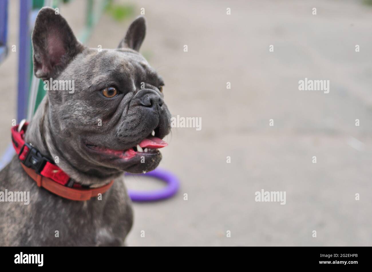 Porträt von schwarzen niedlichen englischen Bulldogge auf dem Spielplatz Stockfoto