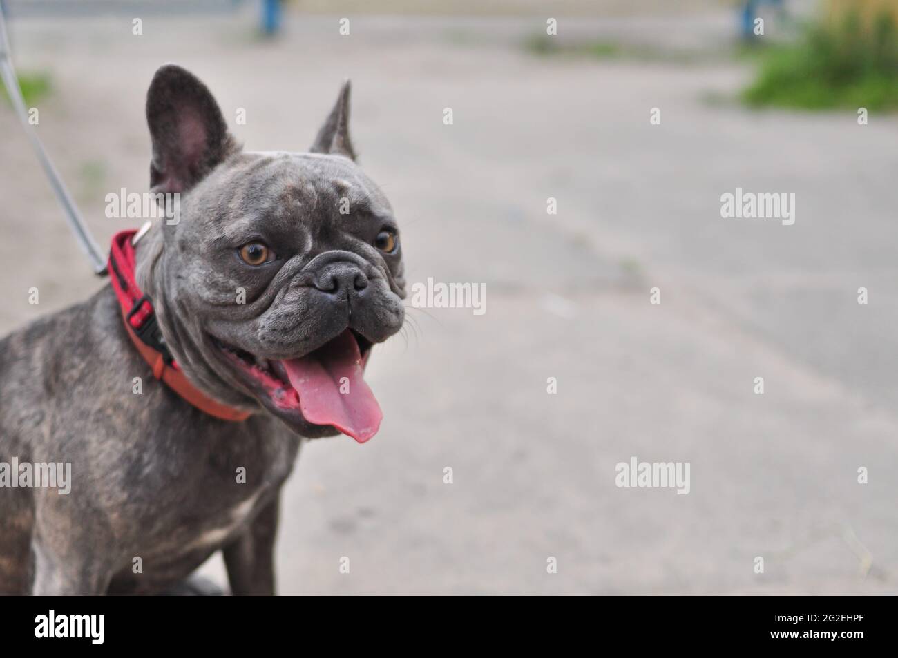 Porträt von schwarzen niedlichen englischen Bulldogge auf dem Spielplatz Stockfoto