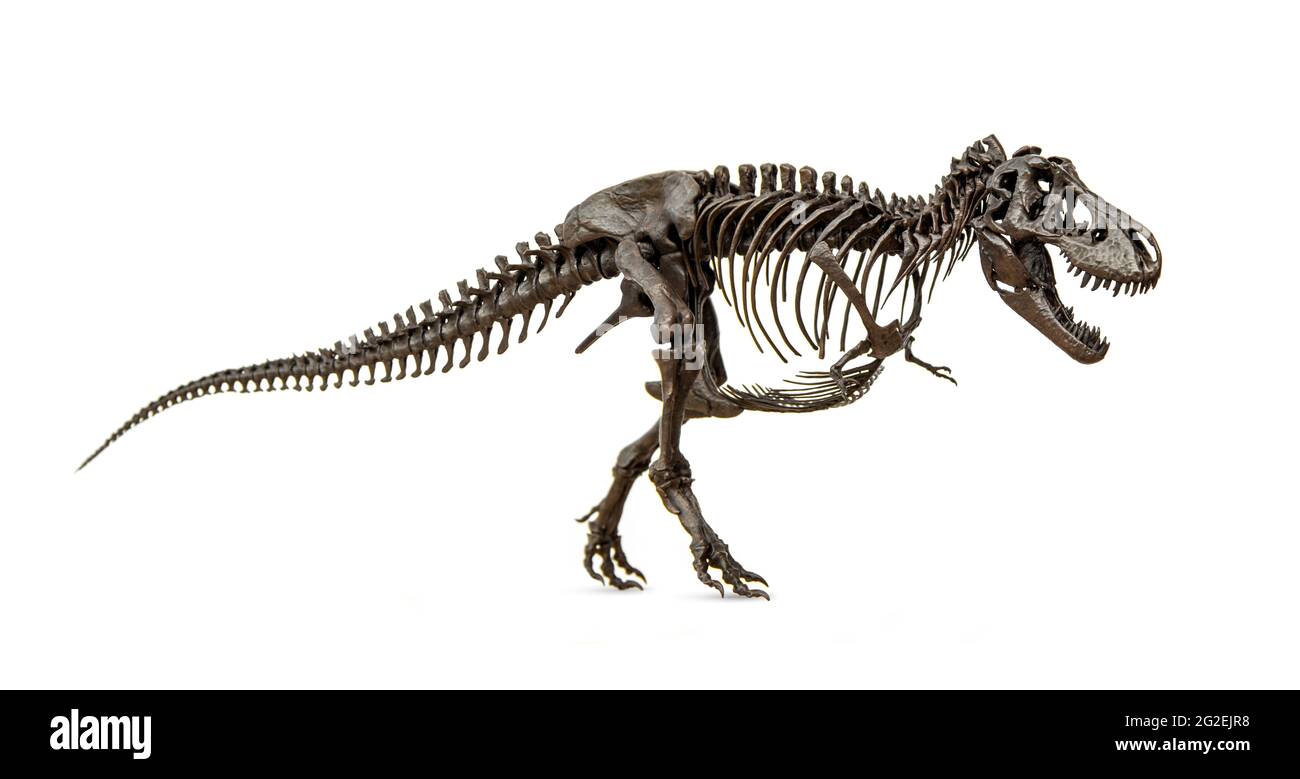 Fossiles Skelett aus der Kreidezeit des Dinosauriers Tyrannosaurus Rex oder t-rex auf weißem Hintergrund isoliert. Stockfoto