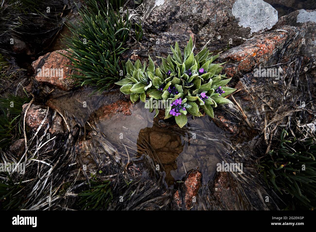 Nahaufnahme der purpurnen Alpenkerzenblumen am Strand des Glacier Lake in den Bergen von Almaty, Kasachstan Stockfoto