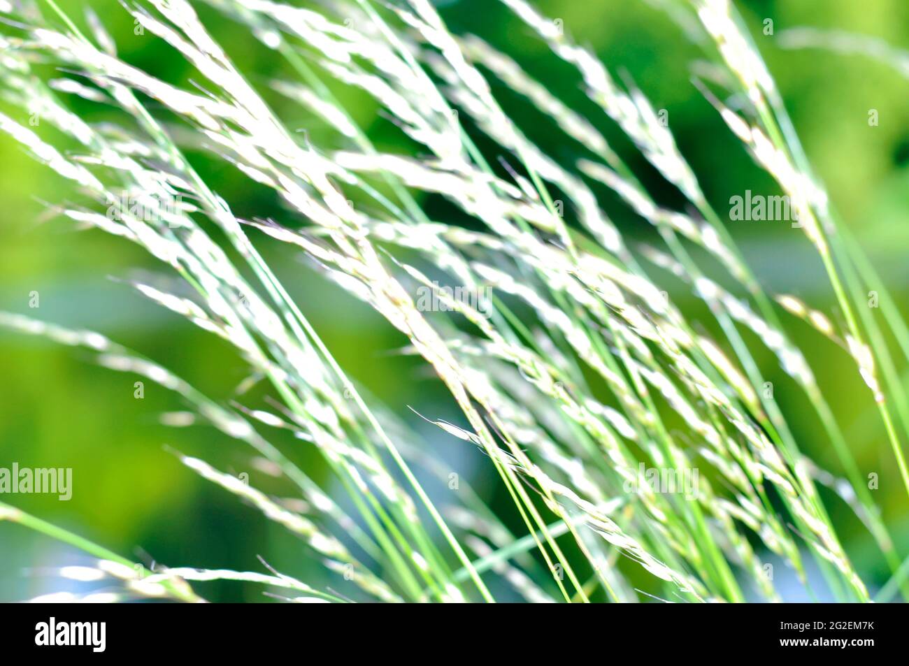 Strohgras auf grünem Hintergrund. Nahaufnahme eines abstrakten, unscharfen Hintergrundbildes. Illustration für Sommer sonnige Stimmung, Outdoor Stockfoto
