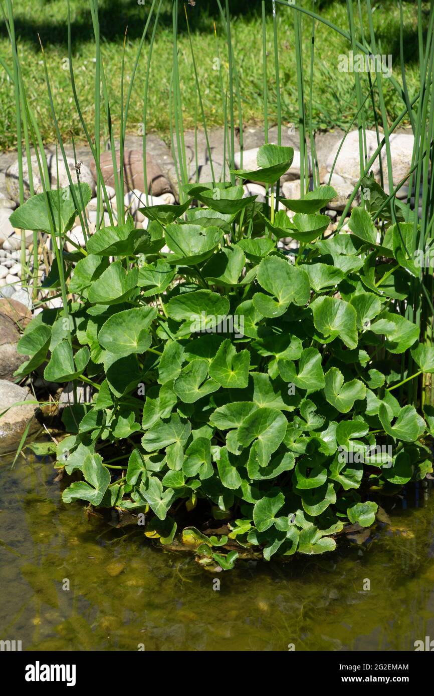 Große caltha palustris Pflanze nach der Blüte im späten Frühjahr auf dem Ufer Teich von der Sommersonne beleuchtet Stockfoto
