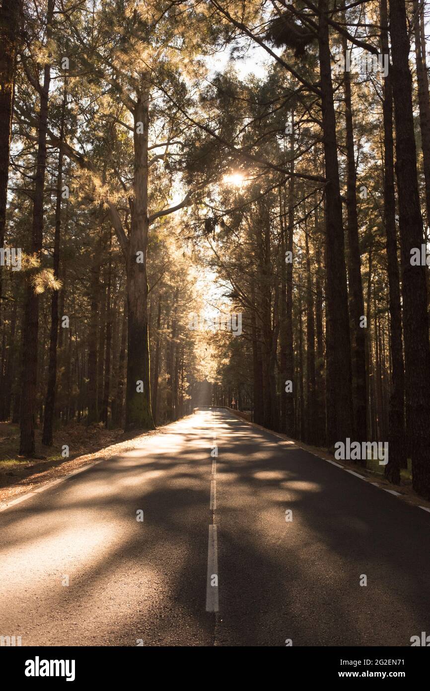 Eine leere ruhige Straße durch Wald voller schöner Bäume - concewpt der Reise in den Wäldern und im Freien Naturschönheit - langer gerader Weg zu Stockfoto