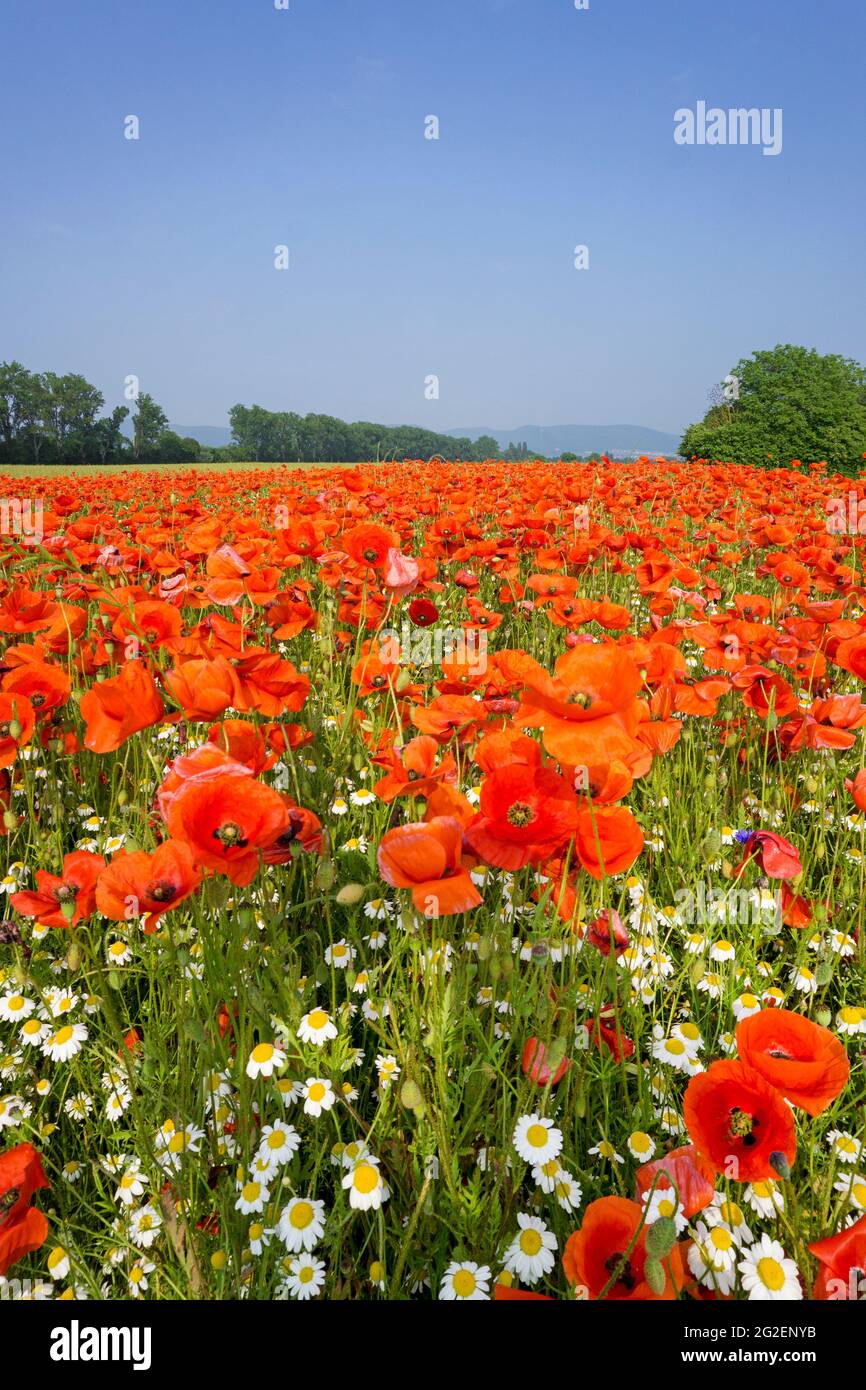 Feldmohn, Maismohn (Papaver rhoeas) und Wildkamille (Tanacetum parthenium) auf einem Feld, Rheinland-Pfalz, Deutschland, Europa Stockfoto