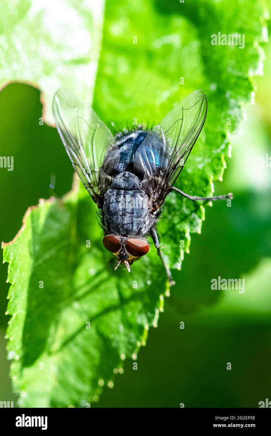 Eine große Fliege, die auf einem Blatt im Garten steht Stockfoto