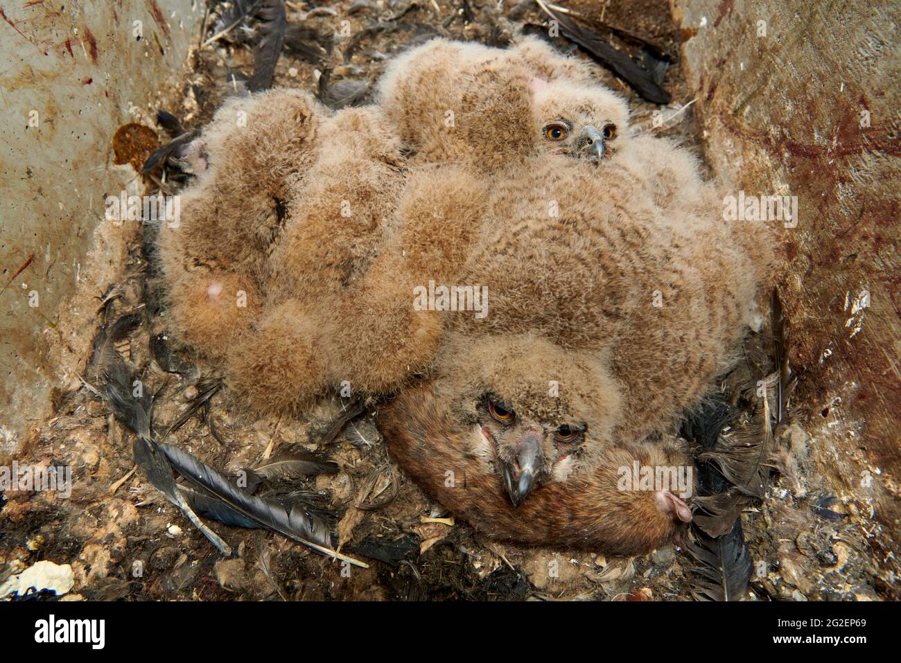 Drei junge eurasische Adlereule (Bubo bubo) im Nest Stockfoto