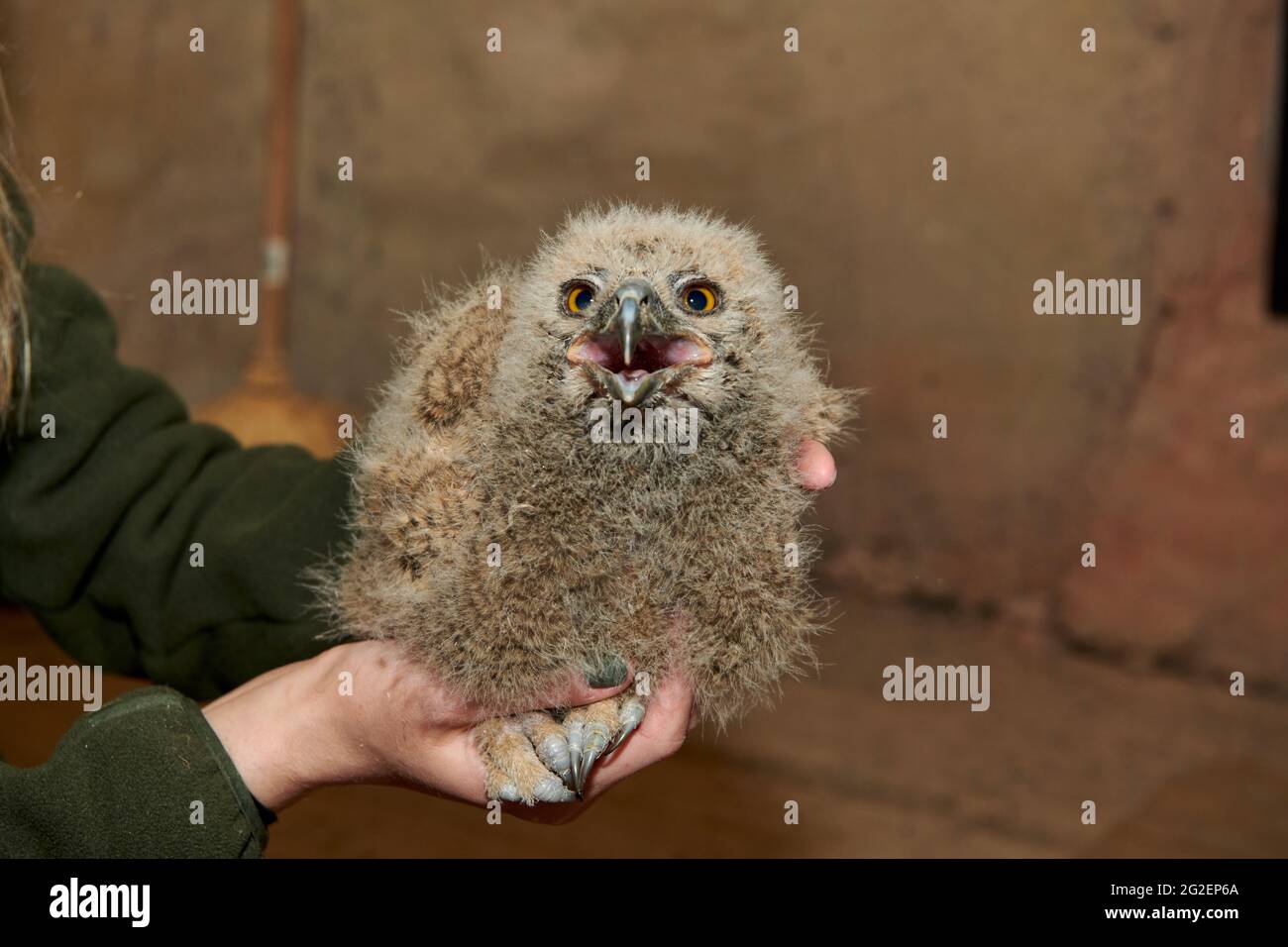 Junge eurasische Adlereule (Bubo bubo) beim Klingeln Stockfoto