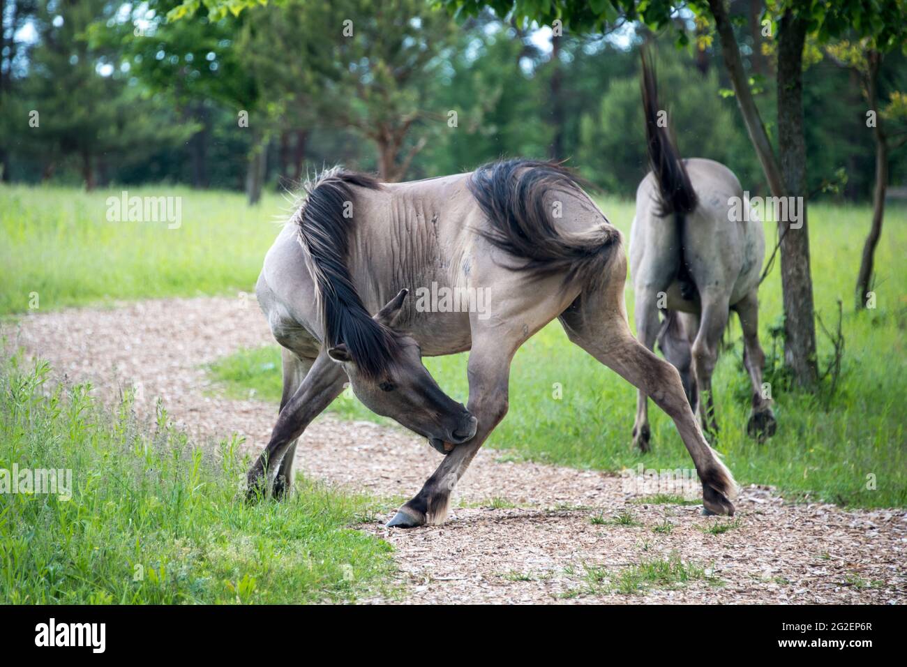 Halb-wilde polnische Konik-Pferde fressen Gras auf einer Wiese in der Nähe des Waldes Stockfoto