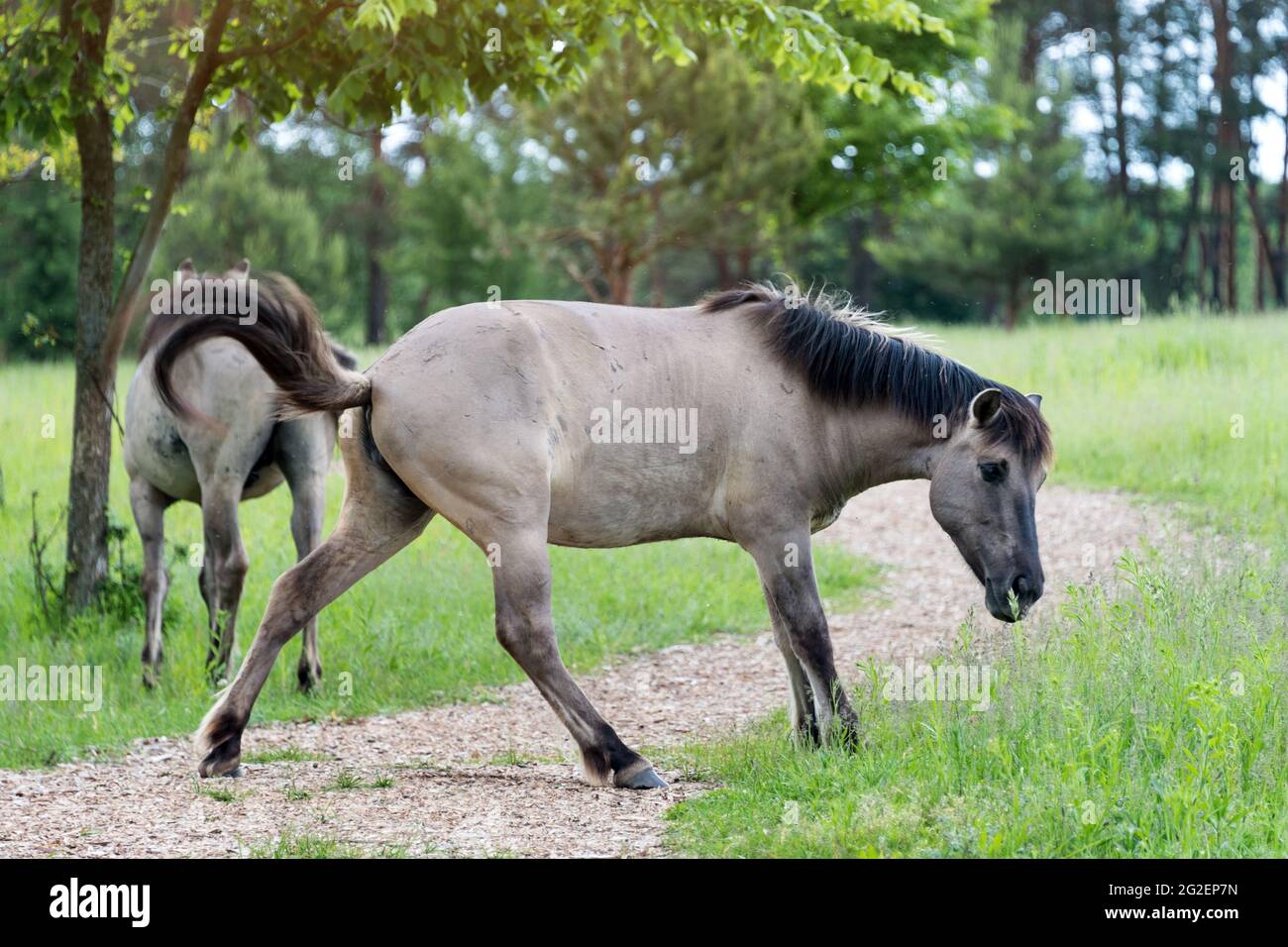 Halb-wilde polnische Konik-Pferde fressen Gras auf einer Wiese in der Nähe des Waldes Stockfoto