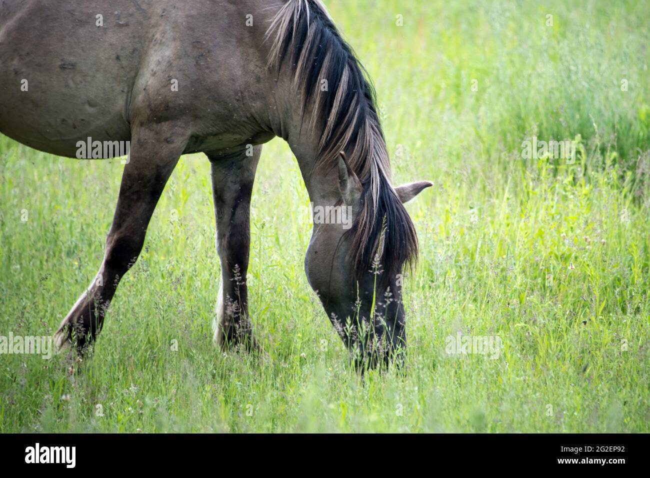 Halb-wildes polnisches Konik-Pferd, das Gras auf einer Wiese in der Nähe des Waldes isst Stockfoto