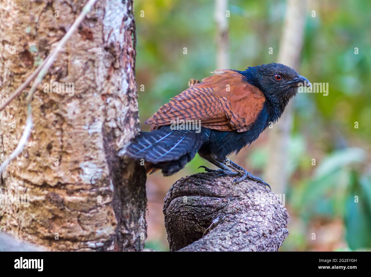 Schöner Vogel, großer Kehlschaufel oder Krähenfaasant (Centropus sinensis) am Ast Stockfoto