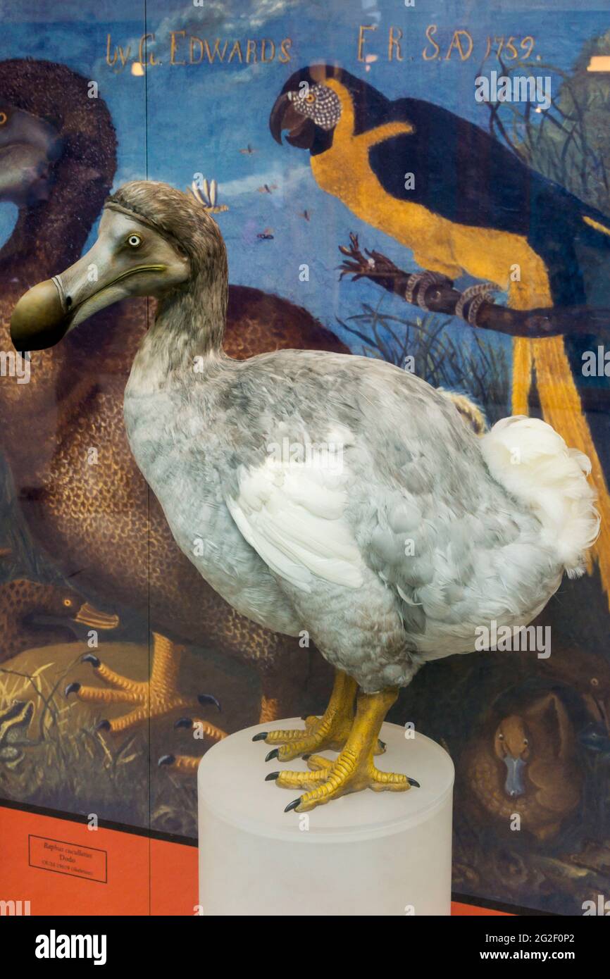 Rekonstruiertes Modell eines Dodos im Oxford Natural History Museum. Stockfoto