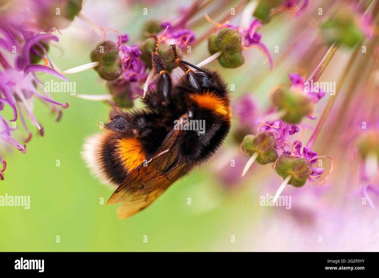 Eine Biene, die Pollen von einer saisonalen Pflanze sammelt Stockfoto