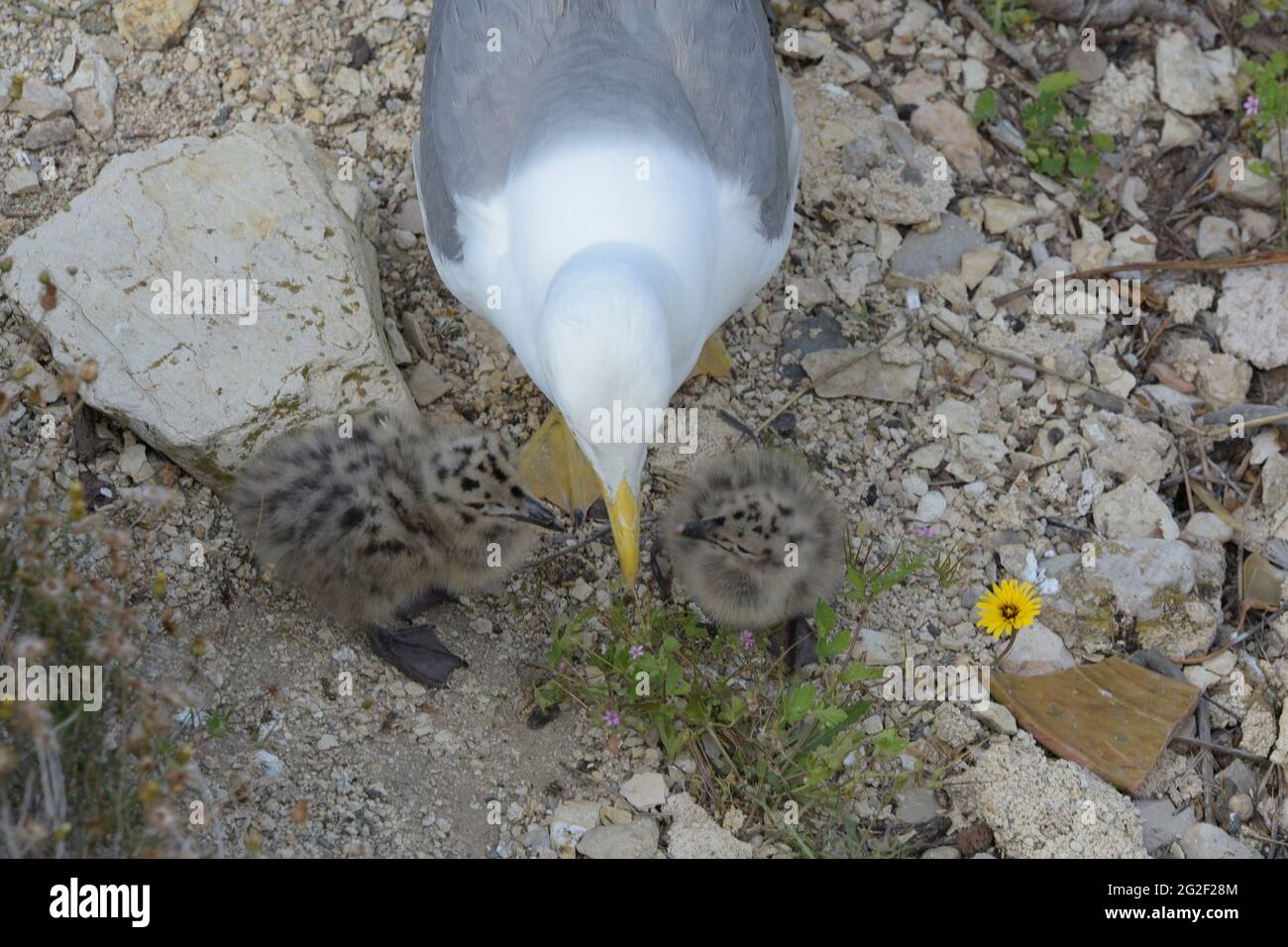 tier erbrechen stockfotos und bilder kaufen alamy