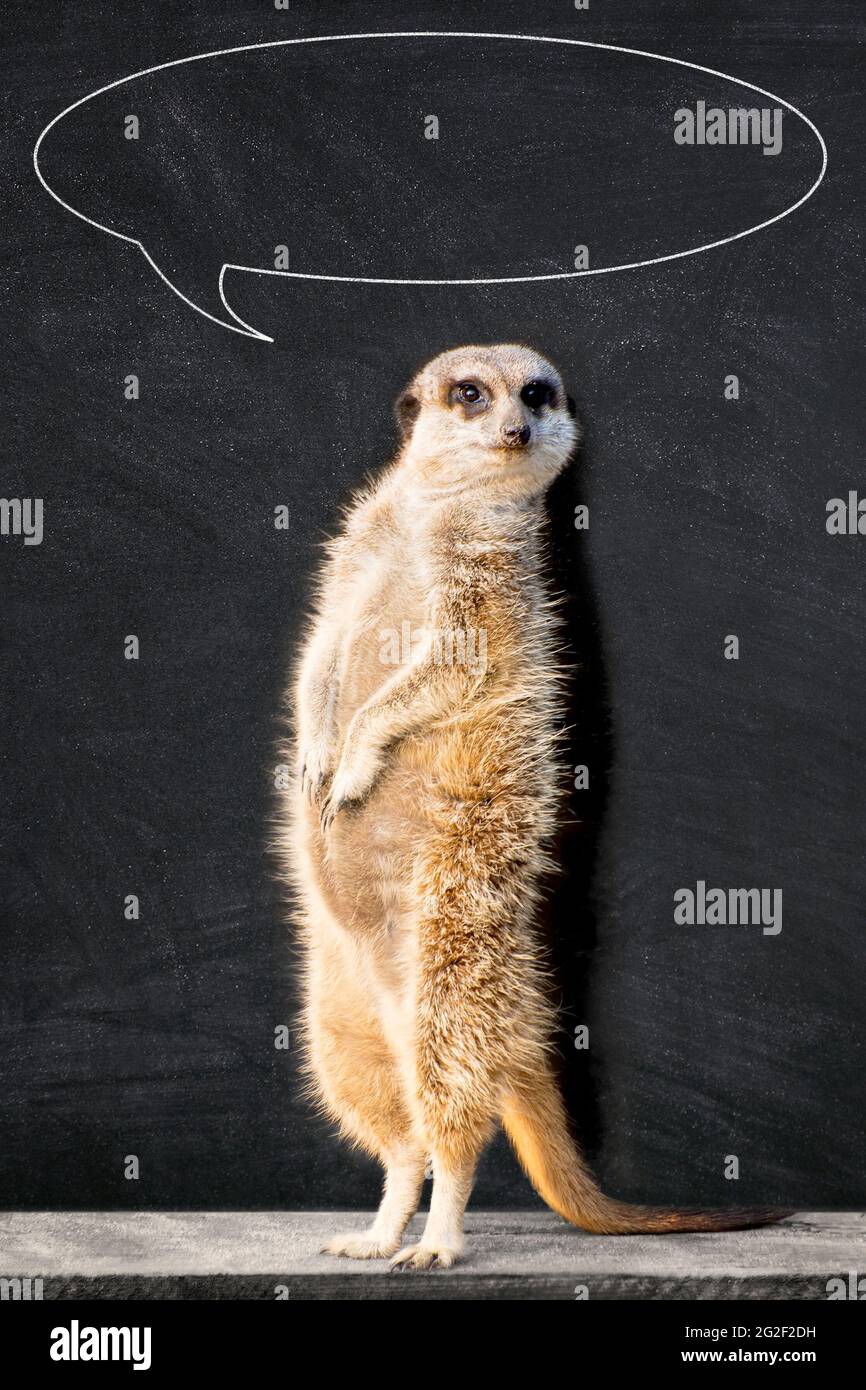 Porträt einer meerkat stehen und Warnung gegen Tafel mit Kreide Sprechblase. Lustige "Zurück in die Schule" Konzept. Stockfoto