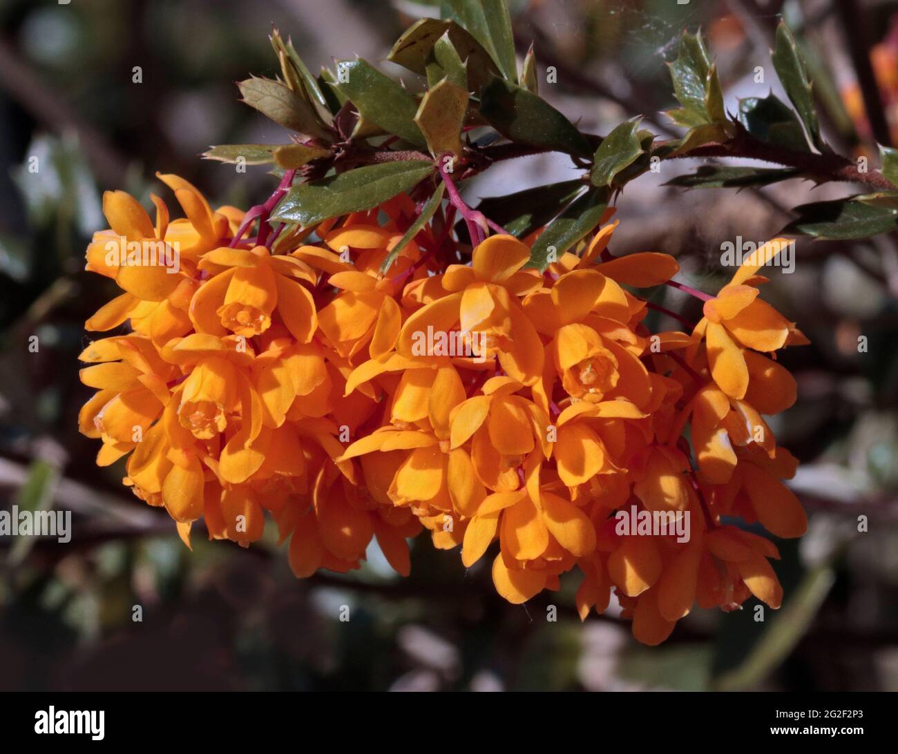 Gelbe Berberis Stockfoto