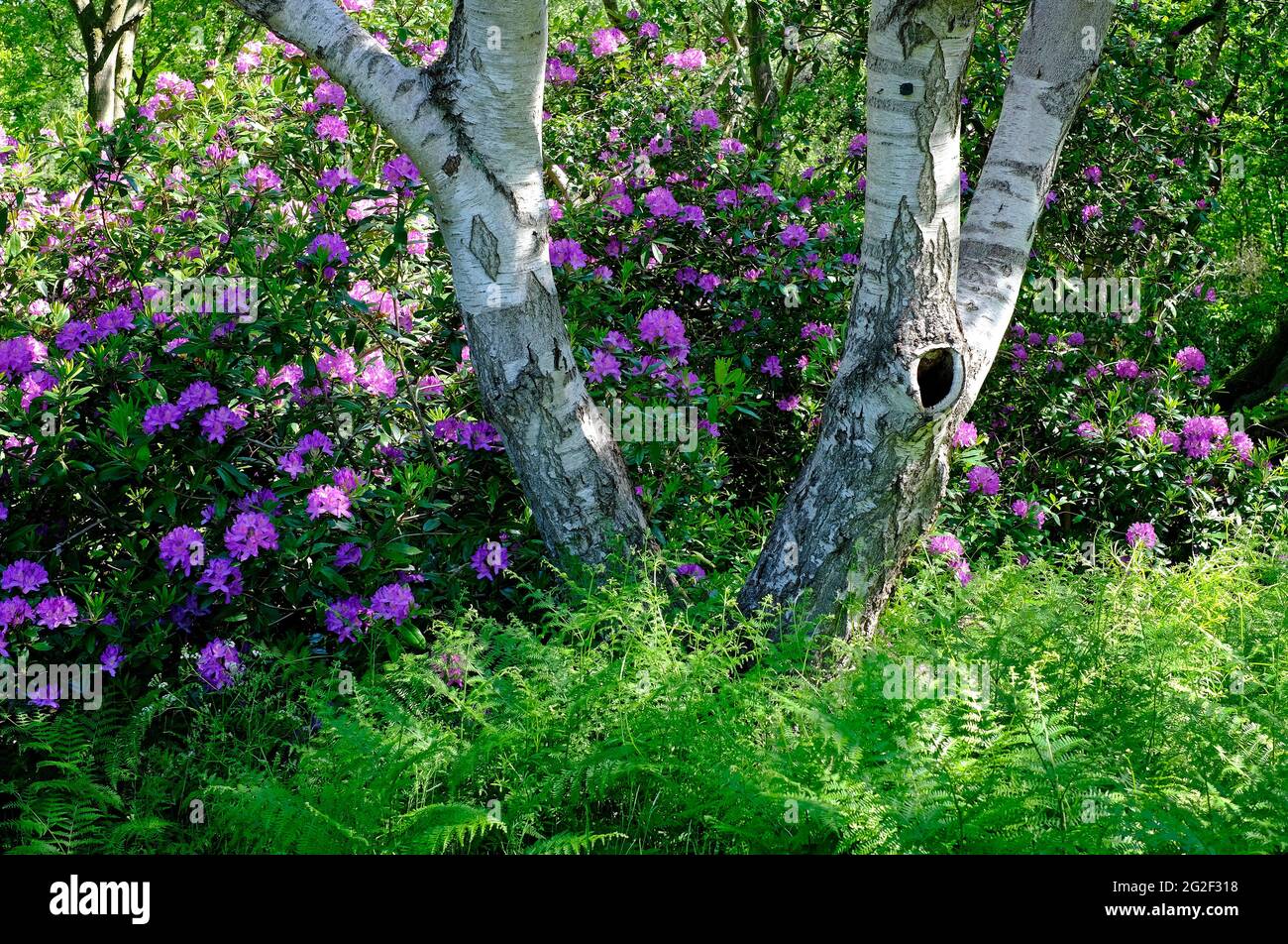 Rosa Rhododendronblüten und silberne Birken, hübsche Ecke, sheringham, Nord-norfolk, england Stockfoto