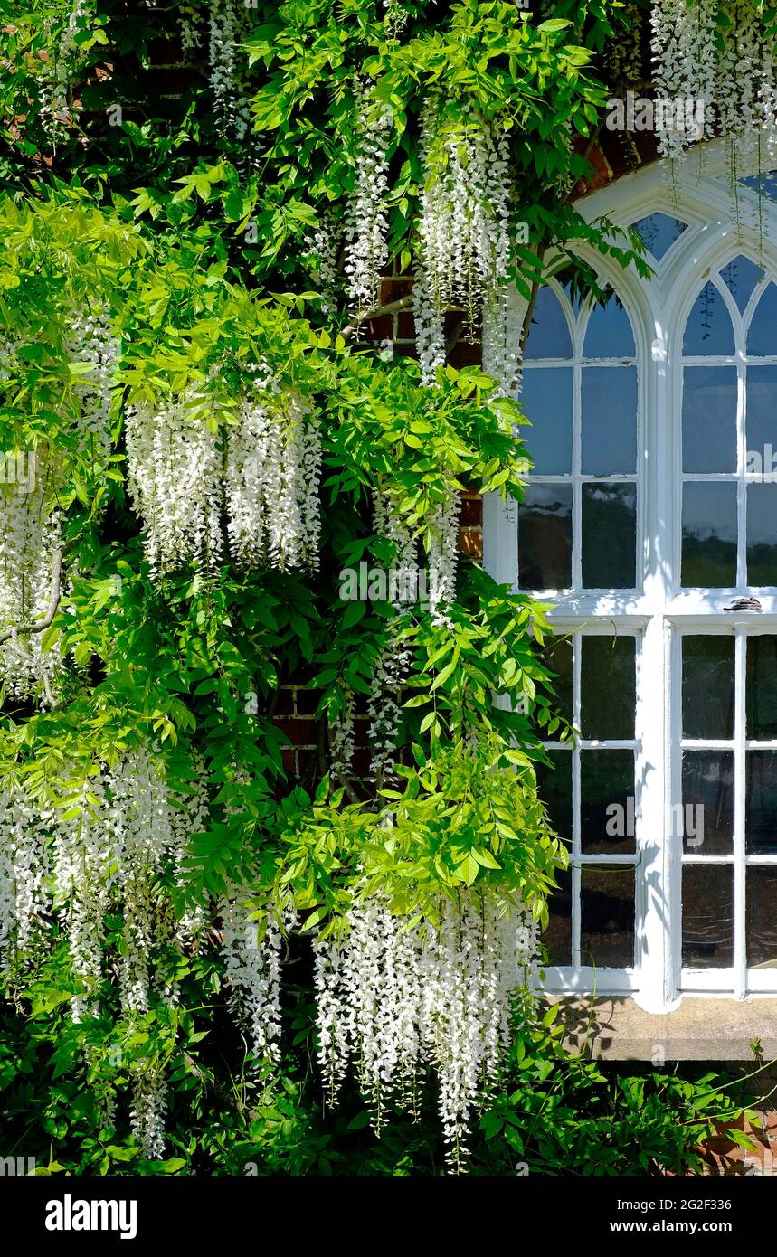 Blühende weiße Glyzinien blühen im englischen Garten, norfolk, england Stockfoto