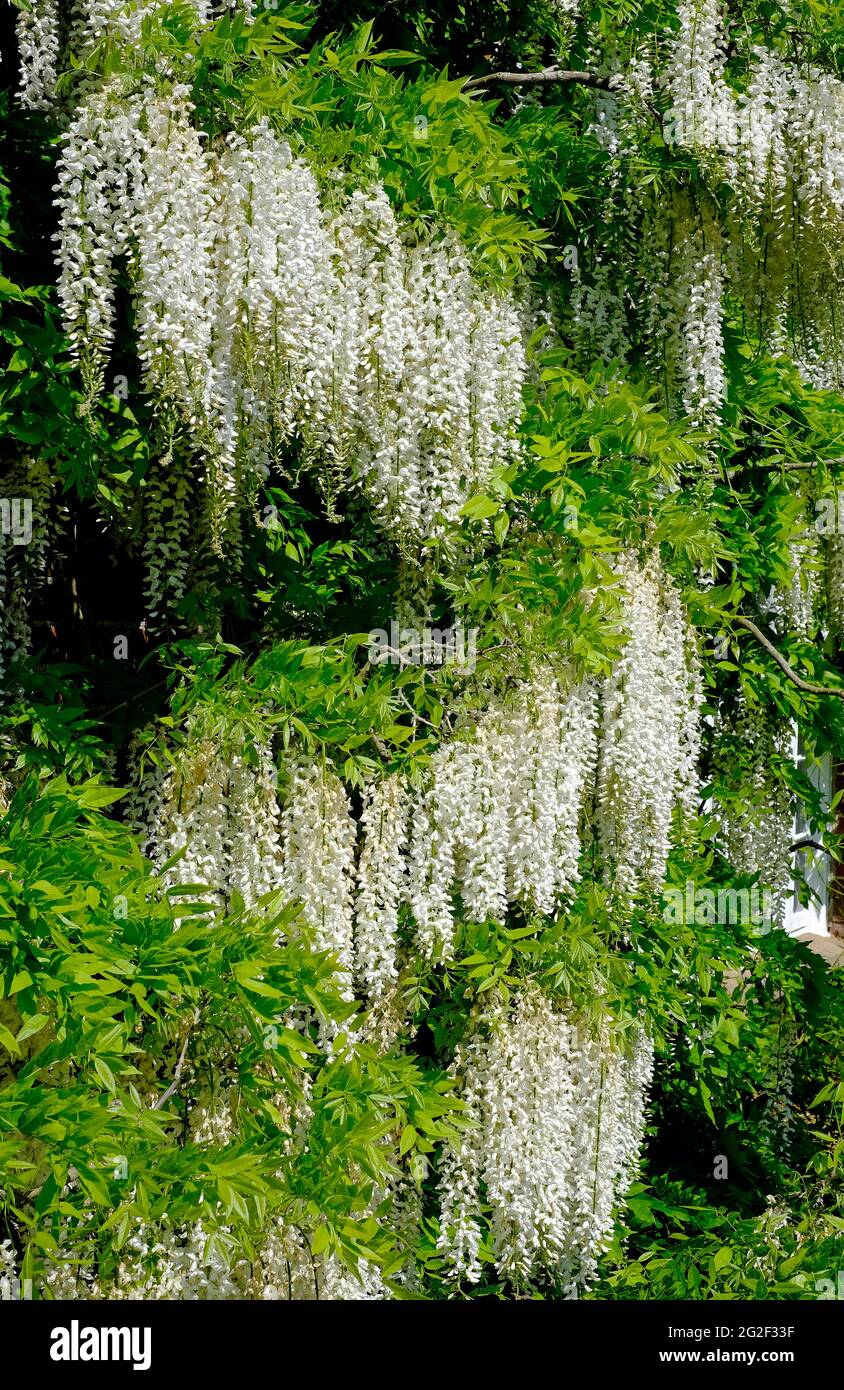 Blühende weiße Glyzinien blühen im englischen Garten, norfolk, england Stockfoto