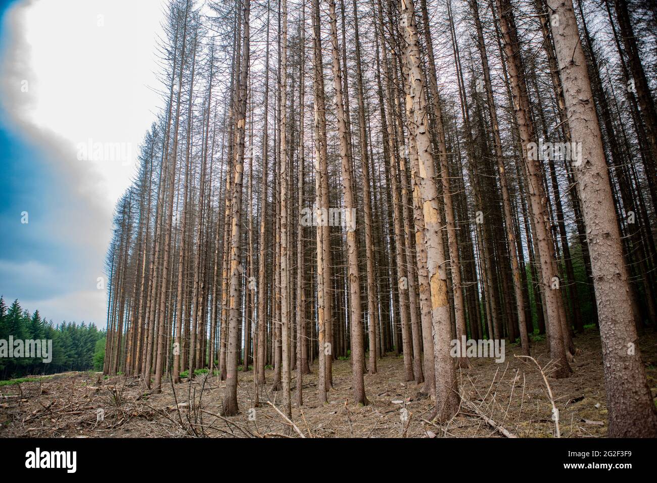 Bedingt durch große Trockenheit und dem Borkenkäfer sterben riesige Nadelwälder ab. Hier zwischen Binarville und Varennes-en-Argonne im Grand L ést Stockfoto