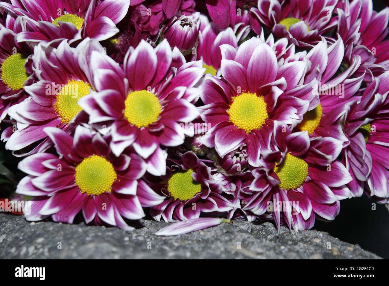 Nahaufnahme lila Gänseblümchen Blumen Sommer schönes Bild. Stockfoto