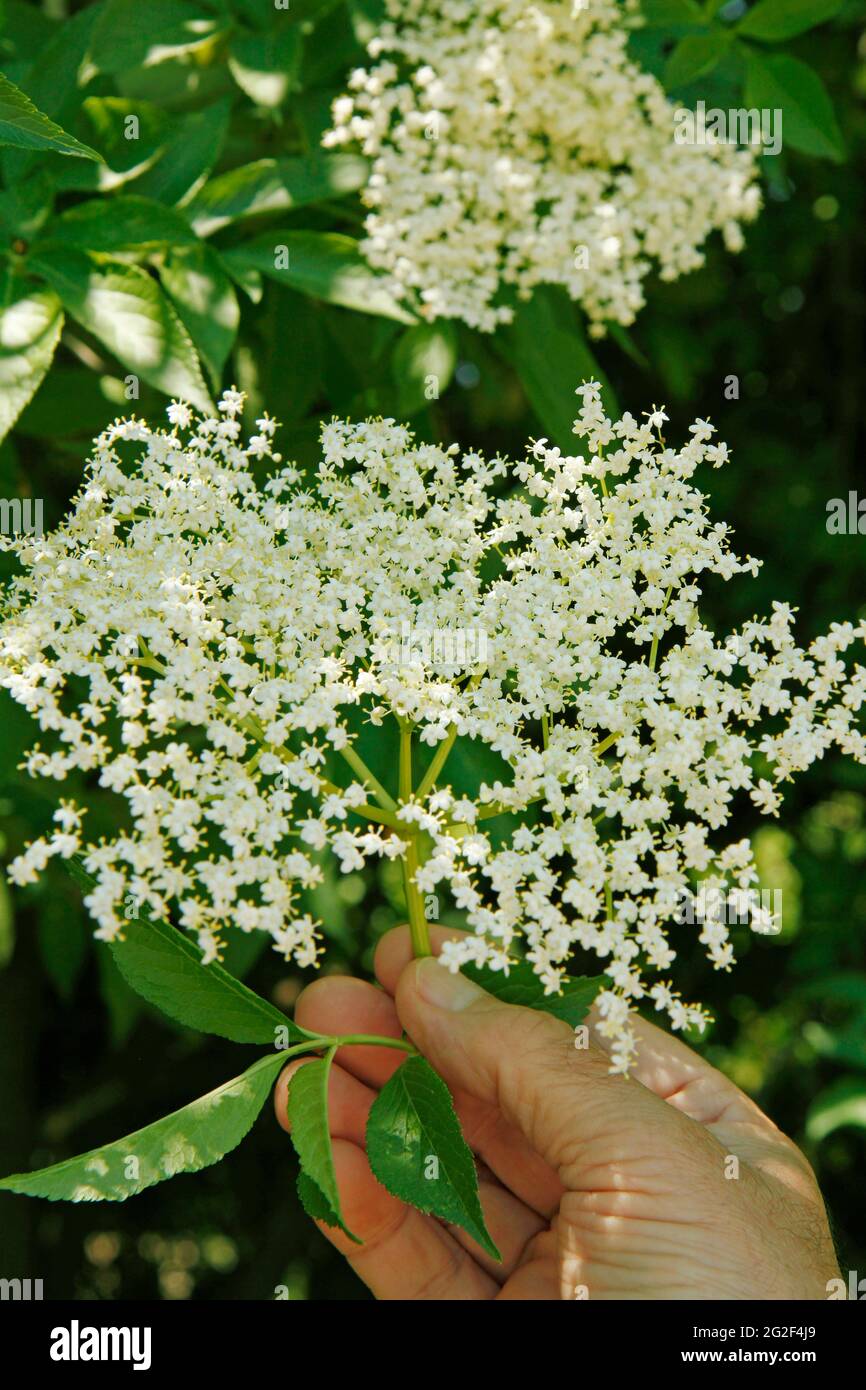 Holunderbaum Holunder baum -Fotos und -Bildmaterial in hoher Auflösung – Alamy