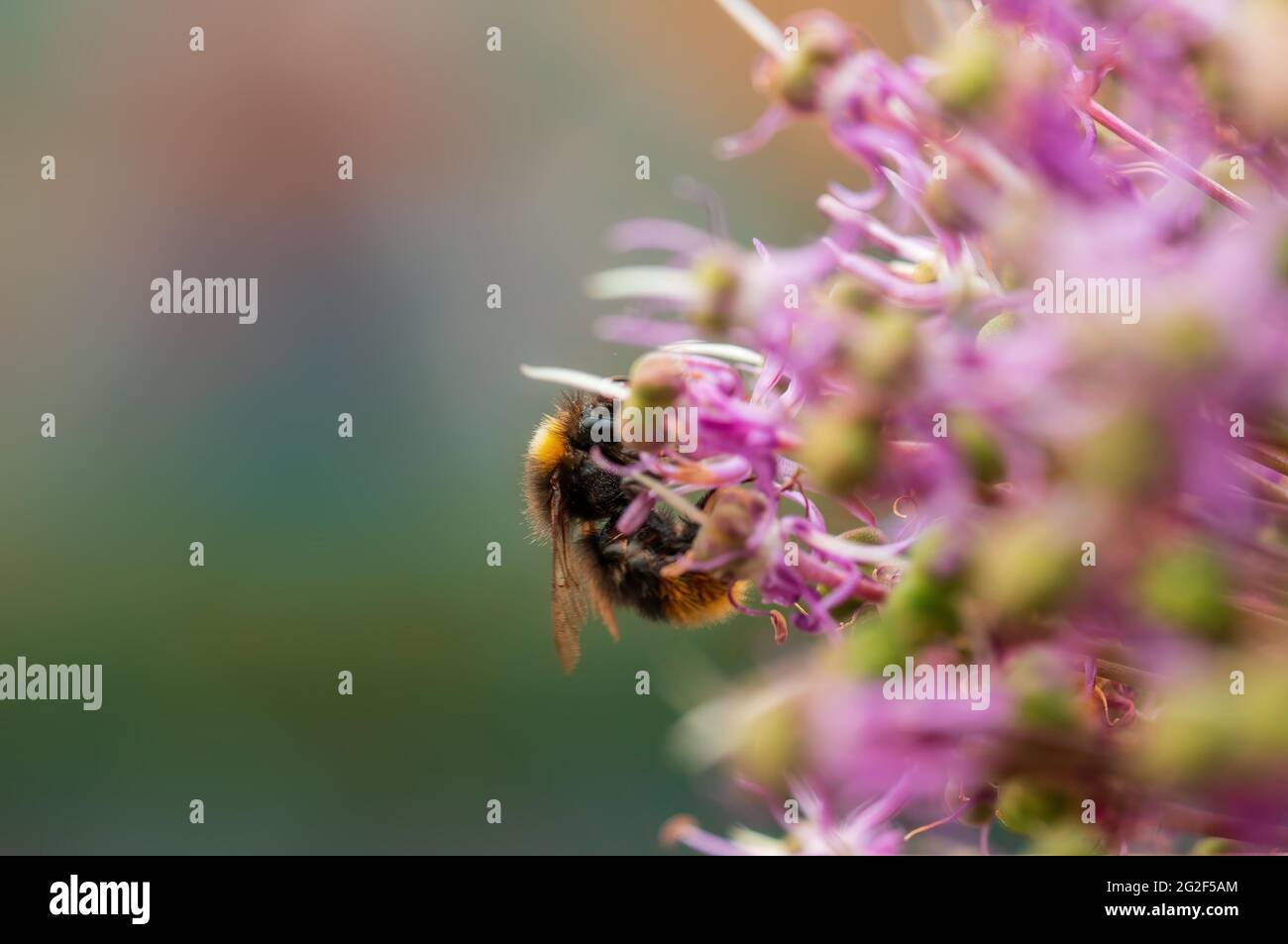 Eine Biene, die Pollen von einer saisonalen Pflanze sammelt Stockfoto