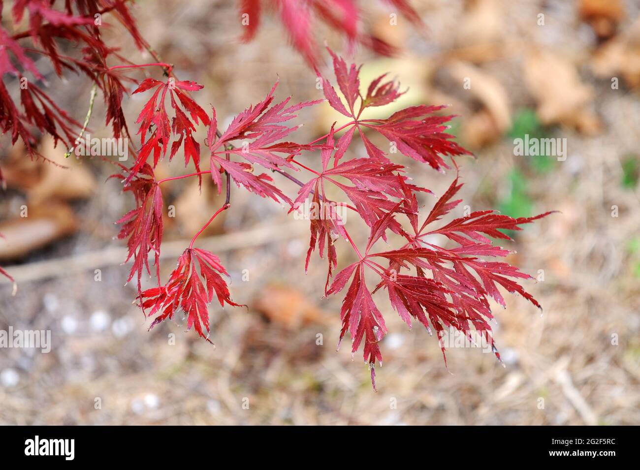 Acer Palmatum Dissectum crimson king Stockfoto